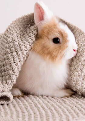 BLANKET Cool Wool Baby from Lana Grossa