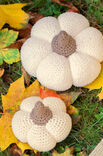 Lana Grossa PUMPKIN Star