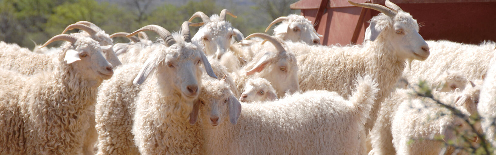 High quality yarns for knitting, crocheting & felting Lana Grossa Yarns