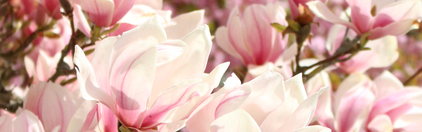 HIGH QUALITY & CREATIVE KNIT DESIGN Model Packages<br>