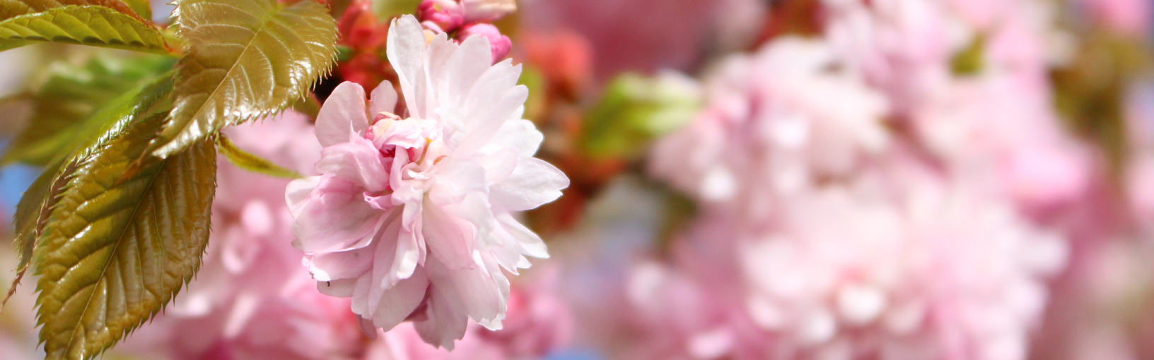 High quality yarns for knitting, crocheting & felting Lana Grossa Yarns