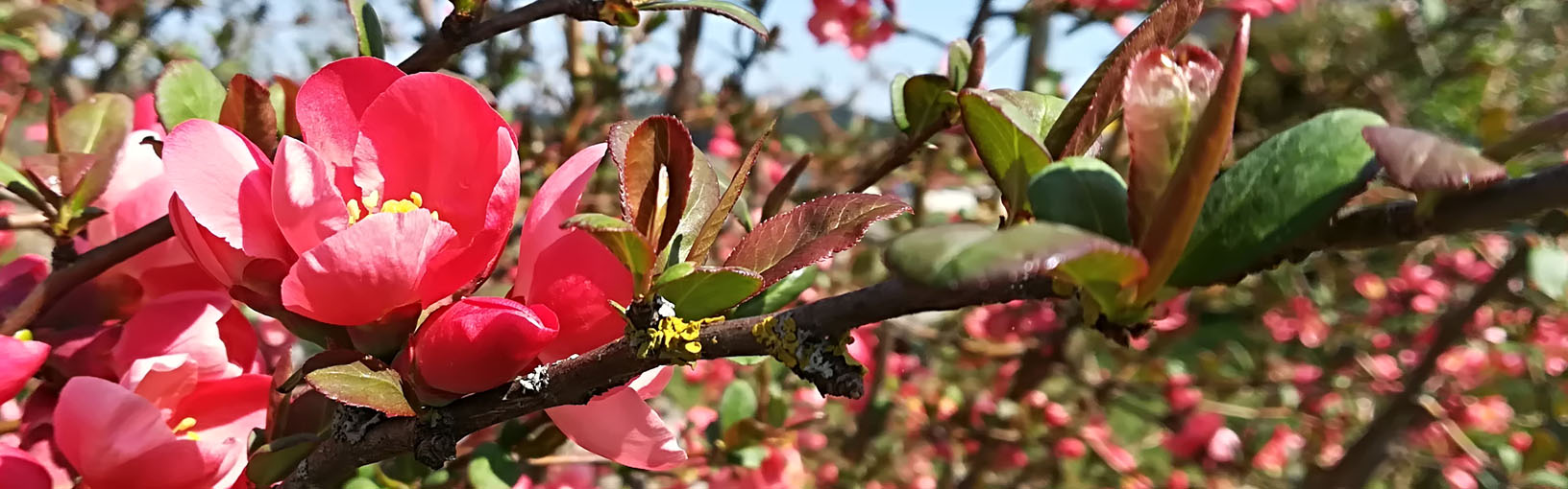 HIGH QUALITY & CREATIVE KNIT DESIGN Model Packages<br>