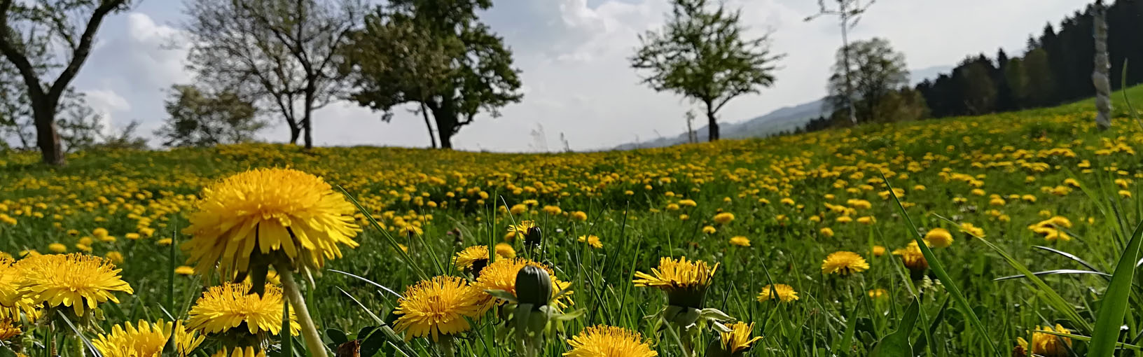 High quality yarns for knitting, crocheting & felting Lana Grossa Yarns